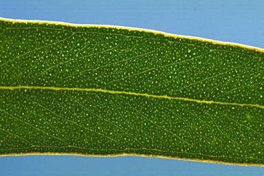 APII jpeg image of Eucalyptus effusa  © contact APII