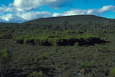 APII jpeg image of Eucalyptus erectifolia  © contact APII