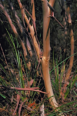 APII jpeg image of Eucalyptus erectifolia  © contact APII