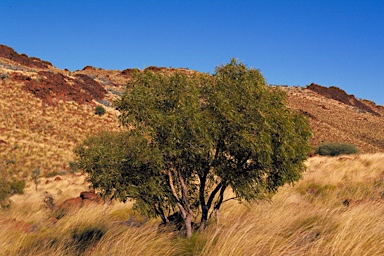 APII jpeg image of Corymbia eremaea  © contact APII