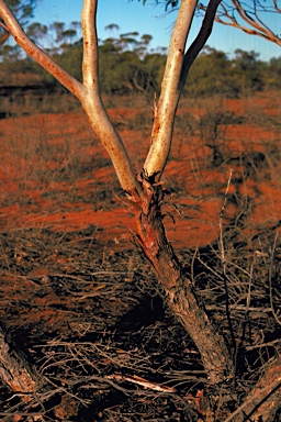 APII jpeg image of Eucalyptus eremicola subsp. eremicola  © contact APII