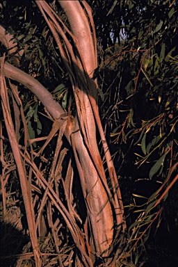 APII jpeg image of Eucalyptus x erythrandra  © contact APII