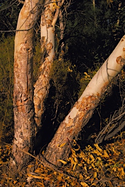 APII jpeg image of Eucalyptus erythrocorys  © contact APII