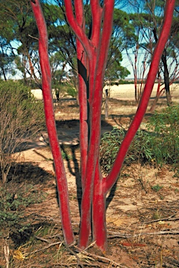 APII jpeg image of Eucalyptus erythronema subsp. erythronema  © contact APII
