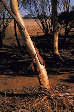 APII jpeg image of Eucalyptus erythronema subsp. inornata  © contact APII