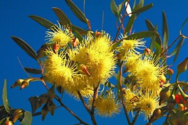 APII jpeg image of Eucalyptus erythronema subsp. erythronema  © contact APII