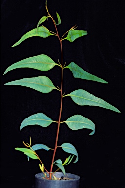 APII jpeg image of Eucalyptus erythronema subsp. inornata  © contact APII