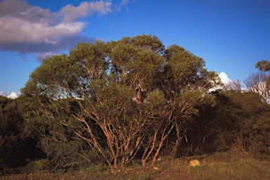 APII jpeg image of Eucalyptus arrmillata  © contact APII