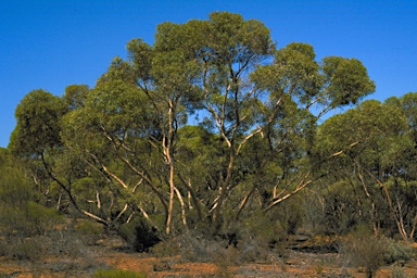 APII jpeg image of Eucalyptus eudesmioides  © contact APII