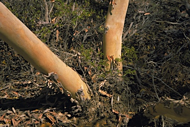 APII jpeg image of Eucalyptus eudesmioides  © contact APII