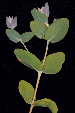 APII jpeg image of Eucalyptus eudesmioides subsp. Pallida (D.F.Blaxell 1981 et a  © contact APII