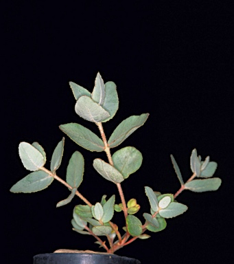 APII jpeg image of Eucalyptus eudesmioides subsp. Pallida (D.F.Blaxell 1981 et al.)  © contact APII