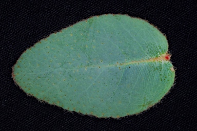 APII jpeg image of Eucalyptus eudesmioides subsp. Pallida (D.F.Blaxell 1981 et a  © contact APII