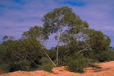 APII jpeg image of Eucalyptus eudesmioides subsp. Selachiana (M.I.H.Brooker 8129)  © contact APII
