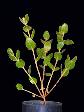 APII jpeg image of Eucalyptus eudesmioides subsp. Selachiana (M.I.H.Brooker 8129)  © contact APII