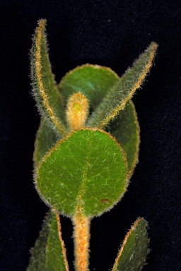 APII jpeg image of Eucalyptus eudesmioides subsp. Selachiana (M.I.H.Brooker 8129  © contact APII