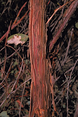 APII jpeg image of Eucalyptus ewartiana  © contact APII