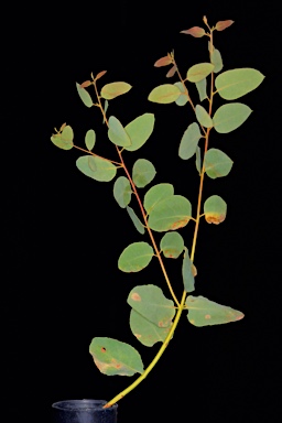 APII jpeg image of Eucalyptus exilis  © contact APII