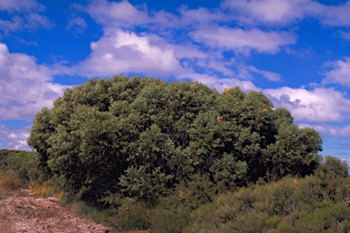 APII jpeg image of Eucalyptus famelica  © contact APII