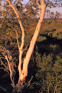 APII jpeg image of Corymbia ferriticola  © contact APII