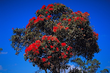 APII jpeg image of Corymbia ficifolia  © contact APII