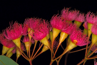 APII jpeg image of Corymbia ficifolia  © contact APII