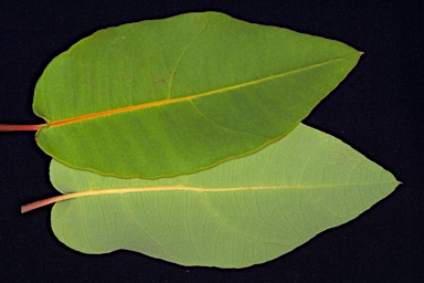 APII jpeg image of Corymbia ficifolia  © contact APII