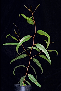 APII jpeg image of Eucalyptus flavida  © contact APII