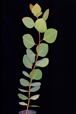 APII jpeg image of Eucalyptus flindersii  © contact APII