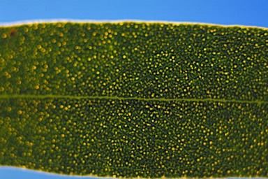 APII jpeg image of Eucalyptus flocktoniae subsp. flocktoniae  © contact APII