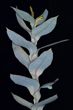 APII jpeg image of Eucalyptus flocktoniae subsp. flocktoniae  © contact APII