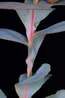 APII jpeg image of Eucalyptus flocktoniae subsp. flocktoniae  © contact APII