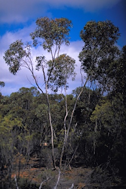 APII jpeg image of Eucalyptus flocktoniae subsp. hebes  © contact APII