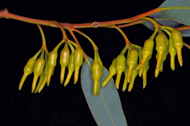 APII jpeg image of Eucalyptus flocktoniae subsp. hebes  © contact APII