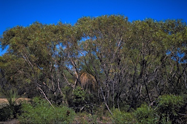 APII jpeg image of Eucalyptus foecunda  © contact APII