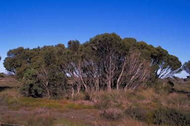 APII jpeg image of Eucalyptus foliosa  © contact APII
