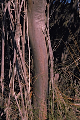 APII jpeg image of Eucalyptus foliosa  © contact APII
