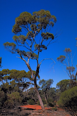 APII jpeg image of Eucalyptus formanii  © contact APII