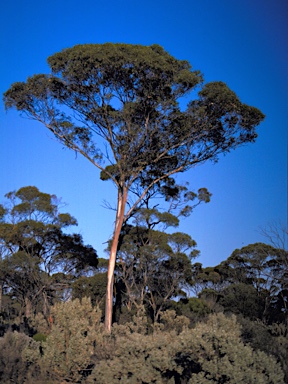 APII jpeg image of Eucalyptus fraseri subsp. fraseri  © contact APII