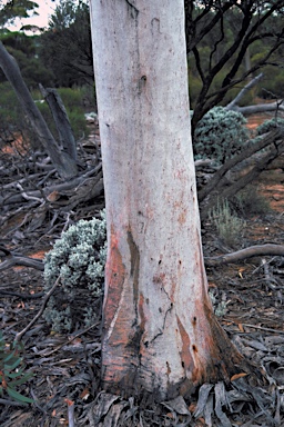 APII jpeg image of Eucalyptus fraseri subsp. fraseri  © contact APII