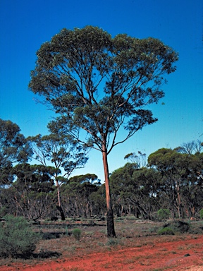 APII jpeg image of Eucalyptus fraseri subsp. melanobasis  © contact APII