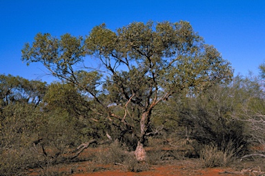 APII jpeg image of Eucalyptus fruticosa  © contact APII