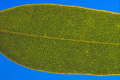 APII jpeg image of Eucalyptus fruticosa  © contact APII