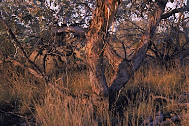 APII jpeg image of Eucalyptus gamophylla  © contact APII