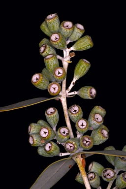 APII jpeg image of Eucalyptus gamophylla  © contact APII