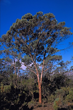 APII jpeg image of Eucalyptus gardneri subsp. gardneri  © contact APII