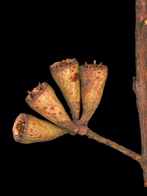 APII jpeg image of Eucalyptus gardneri subsp. ravensthorpensis  © contact APII