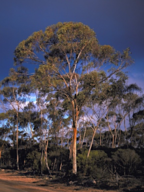 APII jpeg image of Eucalyptus georgei subsp. georgei  © contact APII