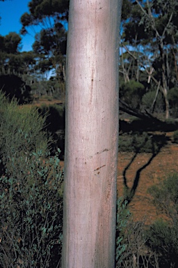 APII jpeg image of Eucalyptus georgei subsp. georgei  © contact APII