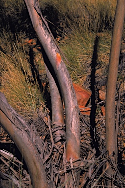 APII jpeg image of Eucalyptus gillenii  © contact APII